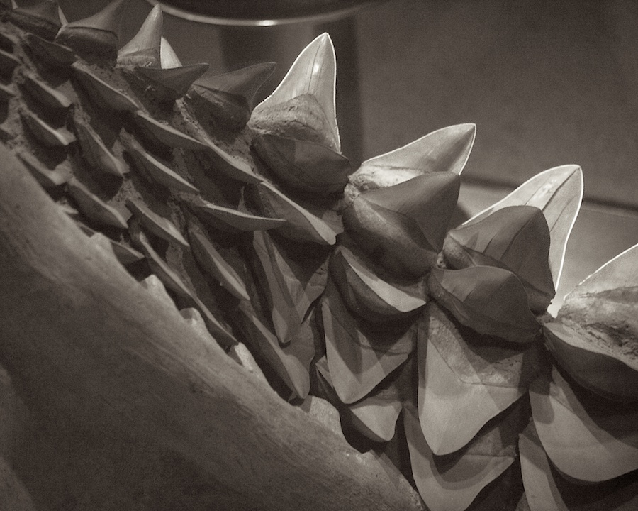 Prehistoric shark jaw, Natural History Museum, DC
