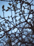 Tulip magnolia buds, I think.
