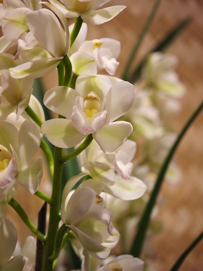 Orchids at the Natural HIstory Museum, DC