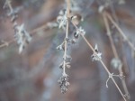 Dried blooms.