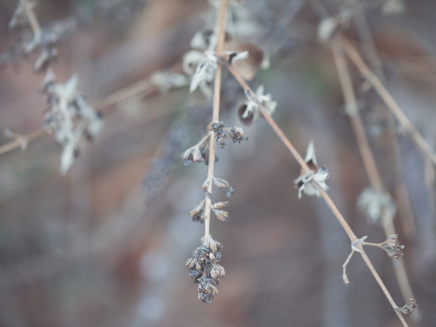 Dried blooms.