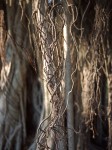 Aerial roots, banyan tree, Ft. Myers, FL