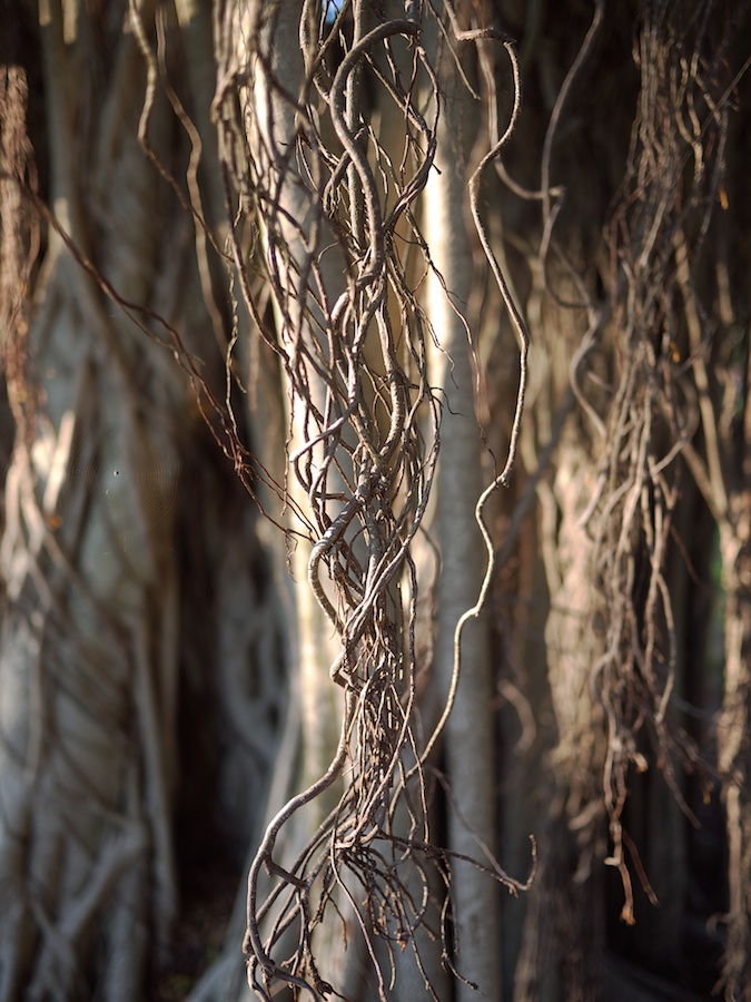 Aerial roots, banyan tree, Ft. Myers, FL