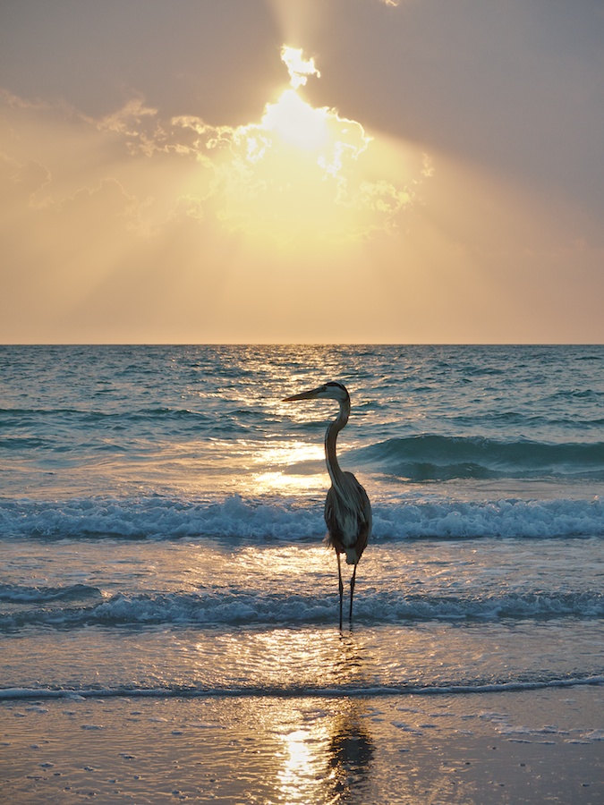 Great Blue Heron, Captiva Beach, FL