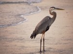 Great Blue Heron, Captiva, FL
