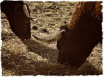 Cattle eating hay.