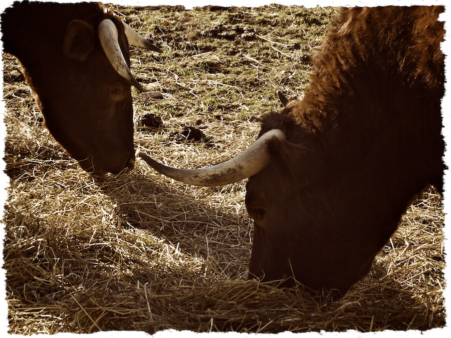 Cattle eating hay.