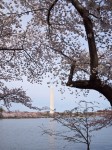 Cherry Blossoms, Washington Monument, DC