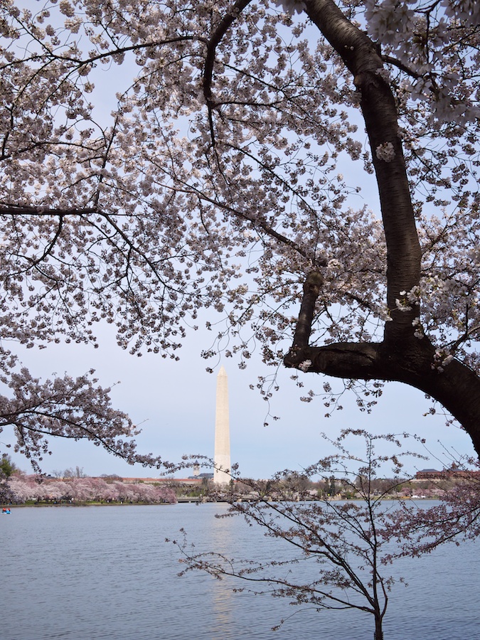 Cherry Blossoms, Washington Monument, DC