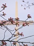 New cherry blossoms with Washington Monument in background.