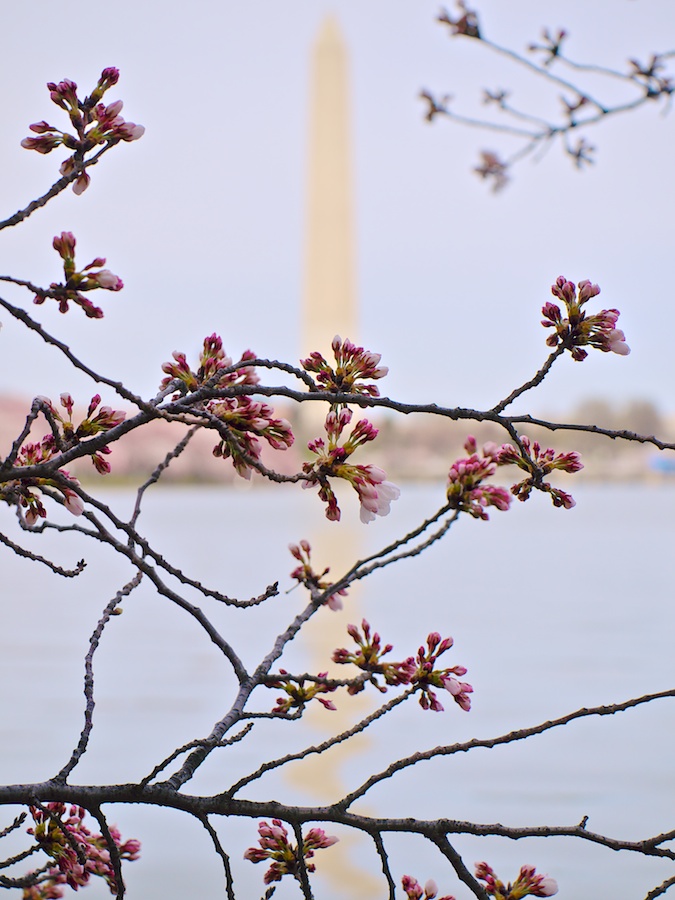 New cherry blossoms with Washington Monument in background.