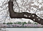 Cherry branch and blossoming trees, Tidal Basin, Washington, DC