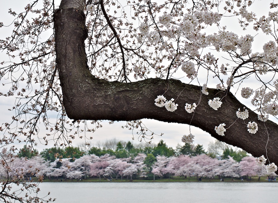 Cherry branch and blossoming trees, Tidal Basin, Washington, DC