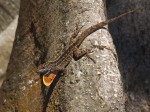 Lizard, Ft. Myers, FL