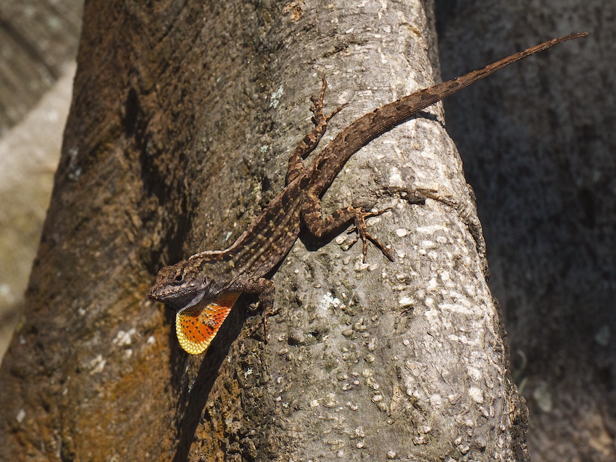 Lizard, Ft. Myers, FL