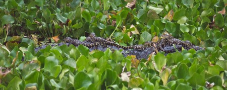 Croc Babies Baby crocodiles on mother's back at Corkscrew Swamp Sanctuary, FL