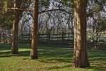 Trees and fences, Mt. Vernon, VA