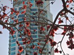 High-rise through kapok tree branches.