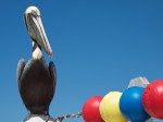 Pelican, St. Petersburg, FL