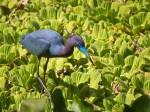 Bird at Corkscrew Swamp Sanctuary, FL