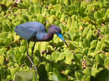 Bird at Corkscrew Swamp Sanctuary, FL