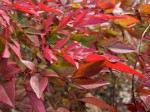 Red leaves