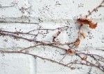 Vine on white brick wall.