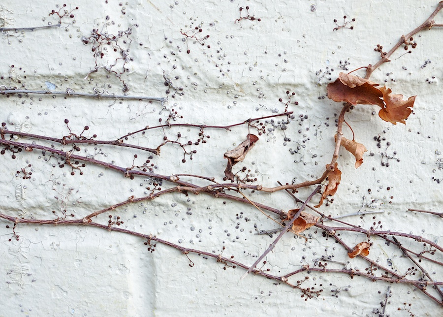 Vine on white brick wall.