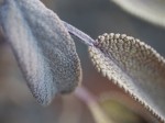 Leaves.