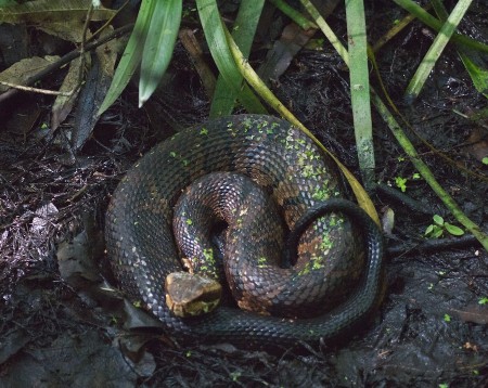 Snake Snake at Corkscrew Swamp Sanctuary, FL