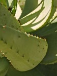 Aloe-like plant.