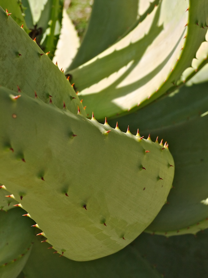 Aloe-like plant.