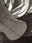 Aloe-like plant.