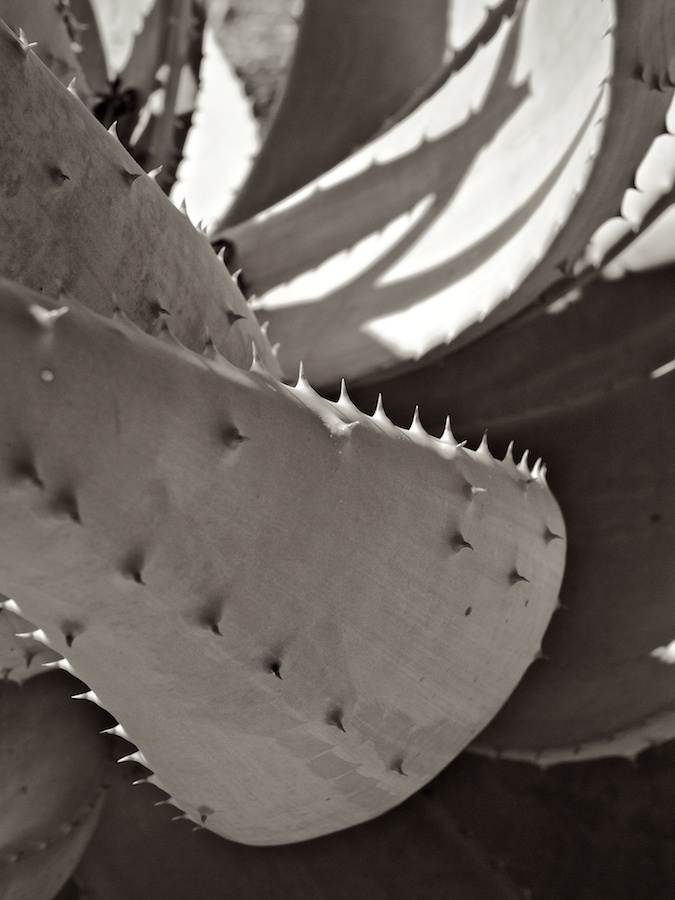 Aloe-like plant.