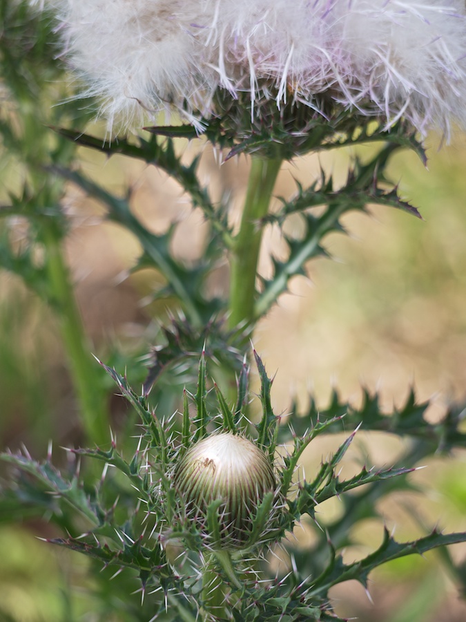 Thistle