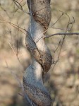 Naturally coiled sapling.