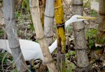 Egret, Ft. Myers, FL