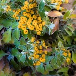 Yellow flowers.