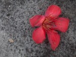 Bruised kapok flower on the ground