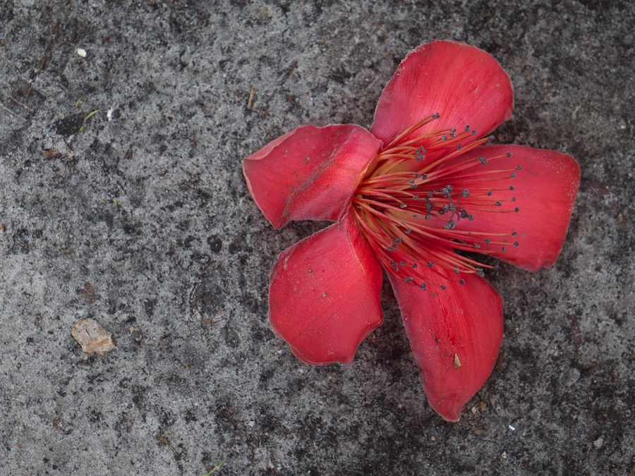 Bruised kapok flower on the ground