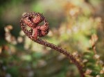 Furled fern
