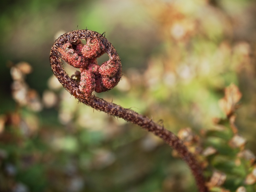 Furled fern