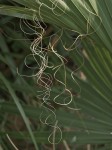 Palm tendrils.