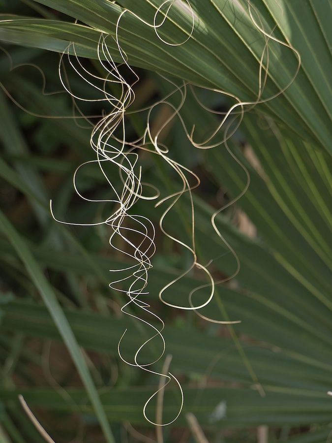 Palm tendrils.