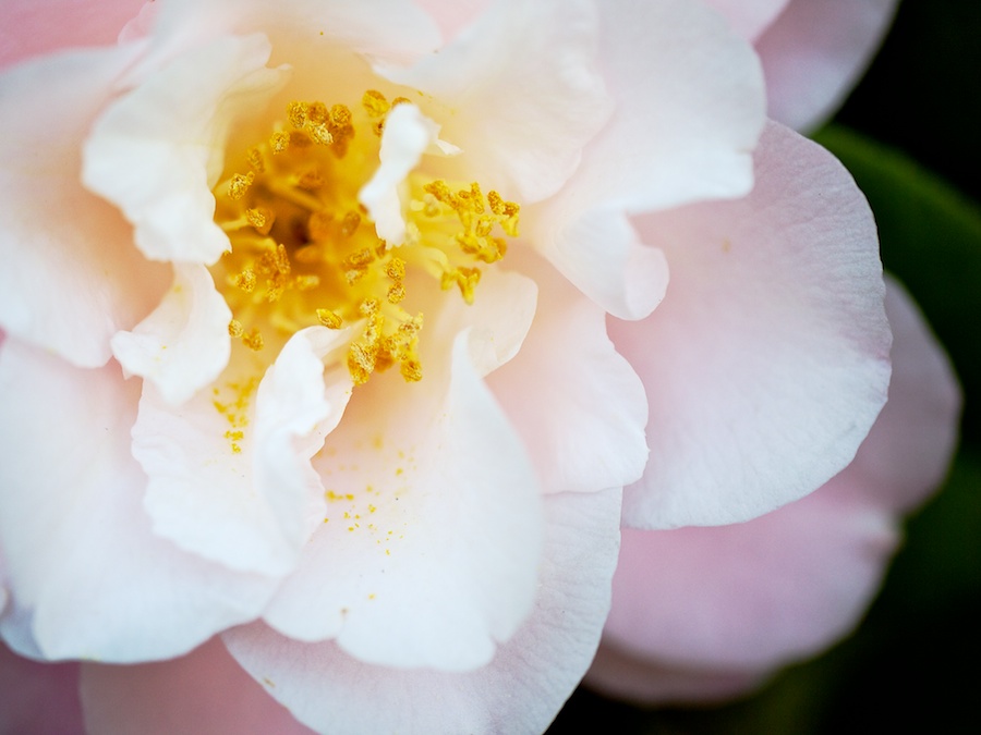Flower stamens.