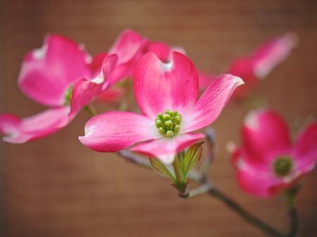 Flowering dogwood