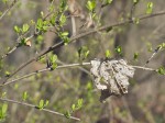 Dried leaf caught on bush with leaf buds.