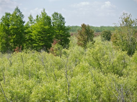 Vista at Corkscrew Swamp, FL