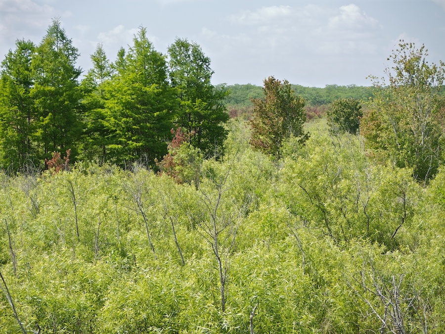 Vista at Corkscrew Swamp, FL