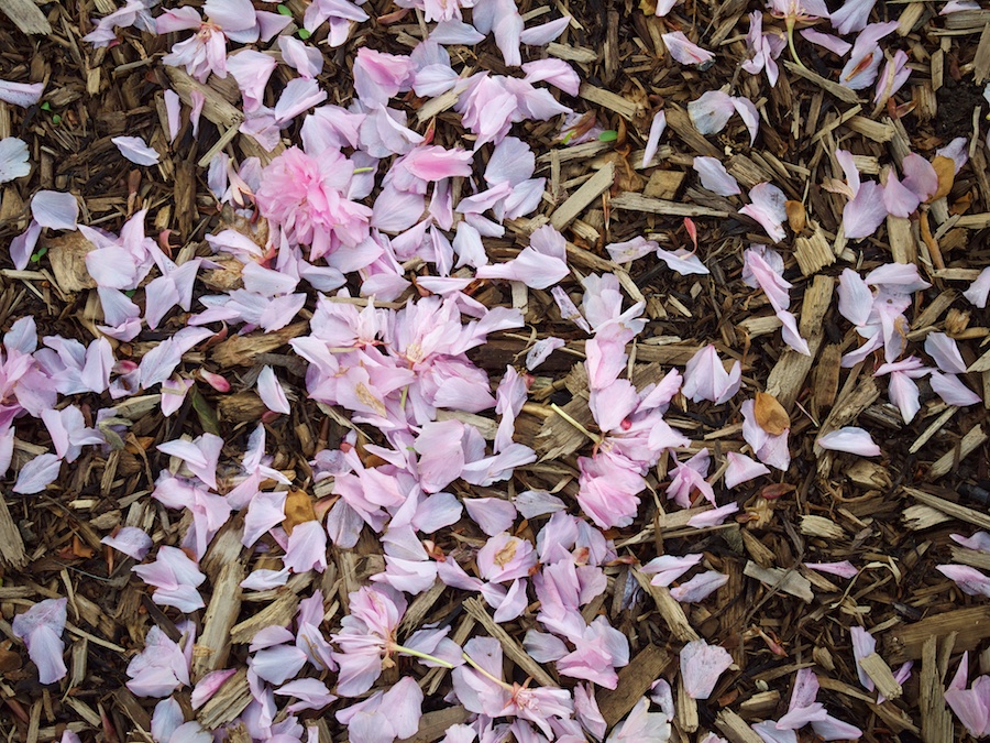 Fallen petals and wood mulch